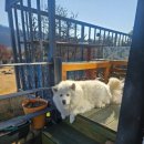 북한강야외공연장 | 남양주 애견 동반 가능한 북한강 맛집 북한강 코다리 추천 후기