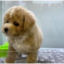 더원동물메디컬센터 | 강아지와 고양이의 따뜻한 보금자리 찾기, 인천검단 도그마루 체험기!