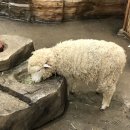 원영목장 | 나 아직 만 스물두살인데