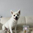 페트코코 이미지