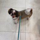 앨리스동물병원 이미지