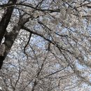 [하동-구례] :: 하동 십리벚꽃길 / 벚꽃 개화상황 / 주말방문 / 피크닉장소 추천 / 구례 산수유 꽃담마을