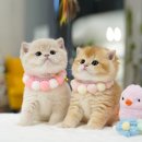 아띠캣 | 서울고양이분양 아띠캣에서 고양이 가족을 맞이한 소중한 경험