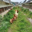 홍성청계닭농장 이미지