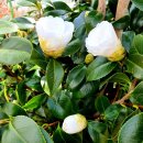 가스펠리아 이미지