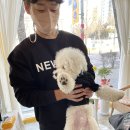카페;오숑