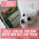 루시네애견 네이버블로그