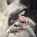 허동물병원 | 10살 강아지 치근단농양 진단 및 후기 (스케일링&발치) 위례 성남 송파 하남 치과 동물병원