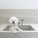 히히 그루밍 이미지