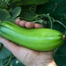 초우농장 이미지