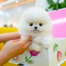 대구강아지분양 테디럽 이미지