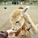 알파카월드 이미지