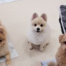 도그랭 강아지놀이방 이미지