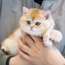 강남고양이분양 호야캣 이미지