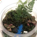 테라리움 클래스 이미지