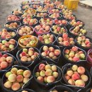 영자농장 이미지