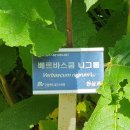 춘양면사무소 | &lt;2023.06.25~26&gt; 봉화 여행_ 국립백두대간수목원, 청옥산자연휴양림 휴양관 숙박 후기