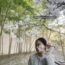 암곡와동 | [경주여행] 경주 보문정-보문호반길(힐튼호텔)-암곡 터널 벚꽃