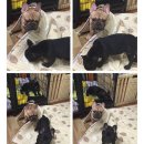 패밀리독 이미지