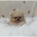 강아지와 고양이 이미지