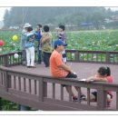 2011년도 해평 연꽃 축제를 ..... 이미지