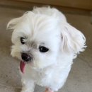 중앙동물메디컬센터 | 우주 후두골이형성/척수공동증/다솜동물메디컬센터 금정점 MRI 검사 후기
