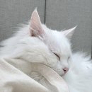 바하 고양이 병원 이미지