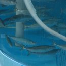 욕지도펜션전망좋은집 이미지