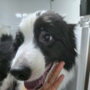 사랑할~개 이미지