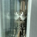 모래 | 호사가 벤토나이트 고양이 모래 사용후기 | 미국산 벤토나이트 추천