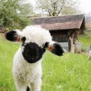 양한마리 이미지