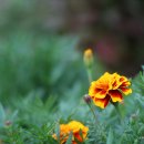 만발목장 이미지