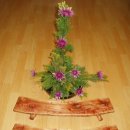 참죽나무 이미지