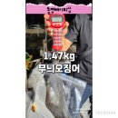키로오버 통영선상낚시 에깅 선상24 실시간예약홈페이지 오쿠마 팁런 대회 + 미끼천국 빅원 팁런 대회