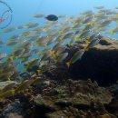 신승여행사 이미지