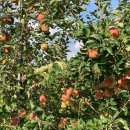 만리농장 이미지