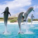 씨 라이프 이미지