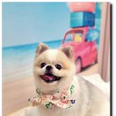 하이멍 애견미용 이미지