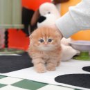 부산고양이분양 미유펫 이미지