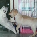개와고양이 이미지