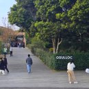 와르르맨션 | 오설록 티 뮤지엄 예약 체험존 기념품샵 후기 녹차밭 사진 꿀팁까지