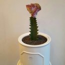 에일린플라워카페