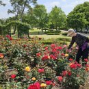 장자호수공원 장미터널 이미지