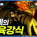 지네는 어디까지 잡아먹을 수 있을까?│지네의 약육강식 이미지