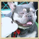 안양애견 | 안양애견교배 성공적 후기