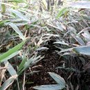 황금능선 이미지