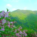 ［남양주］경기.남양주 "축령산(825m)&서리산" 철쭉산행 이미지