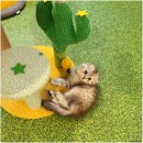 고양이 카페 여기 이미지
