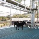 흑염소목장 이미지