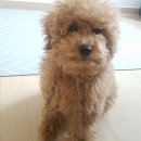 숑숑 그루밍 이미지